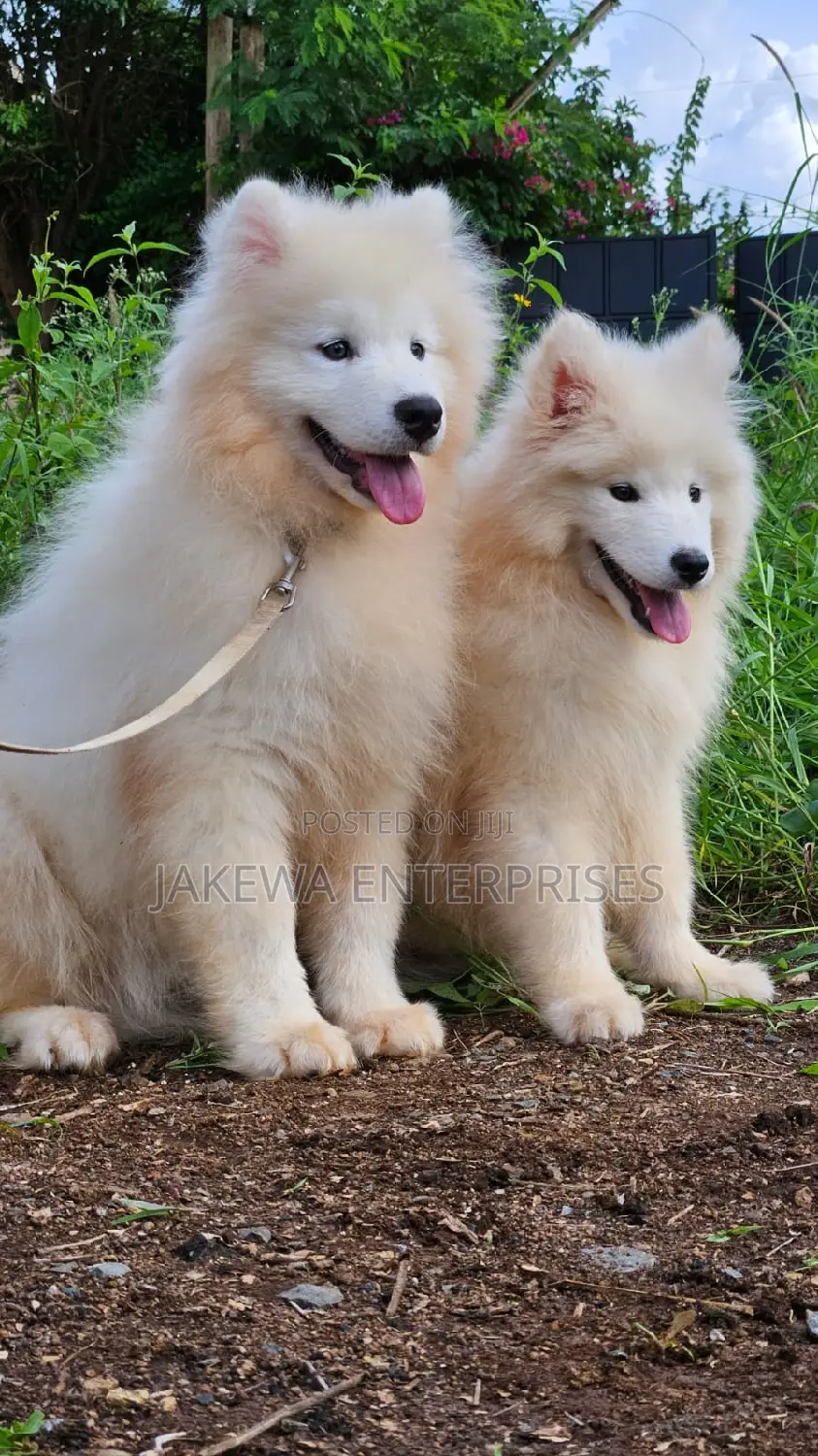 1-3 months Male Purebred Samoyed