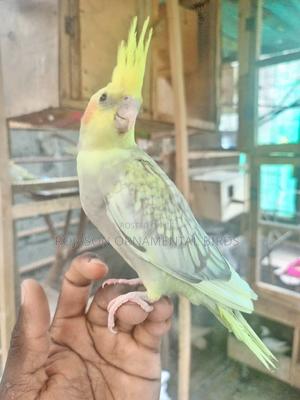 Hand Tamed Young Cockatiels