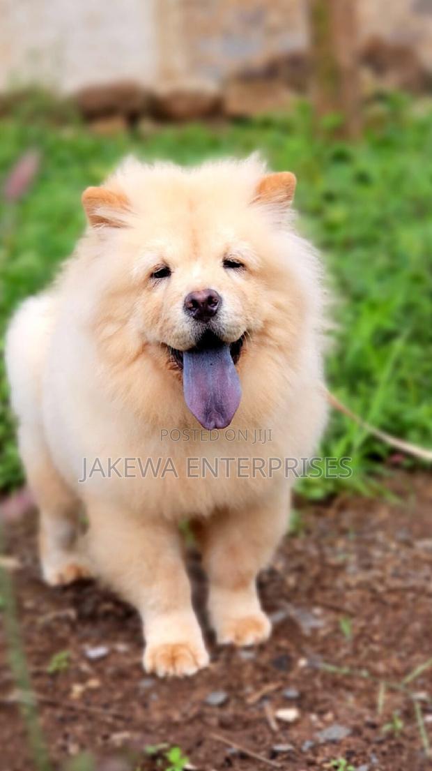 1-3 months Female Purebred Chow Chow - main view