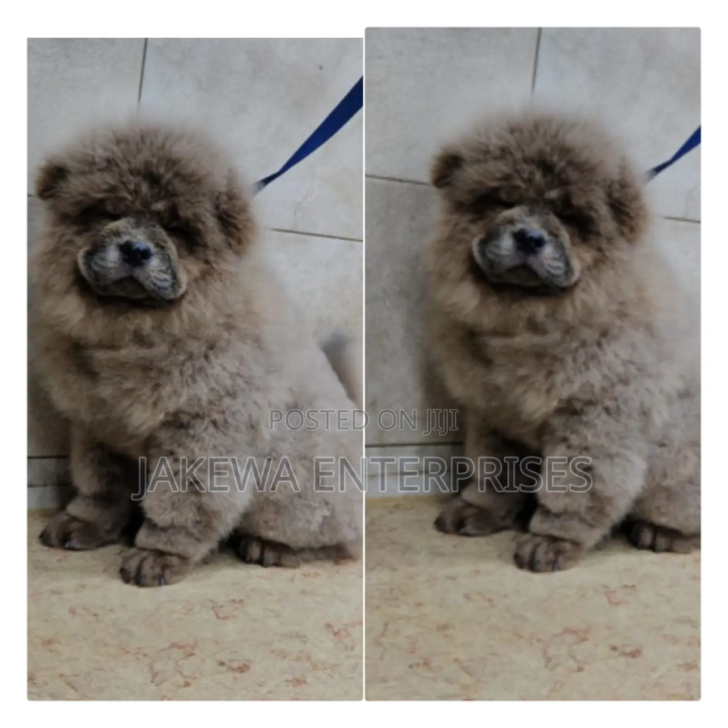 1-3 months Male Purebred Chow Chow