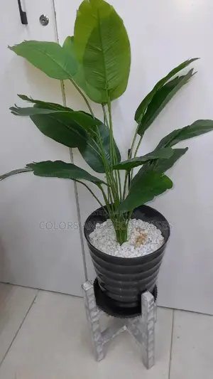 Banana Plant, Stand and Vase With Stones