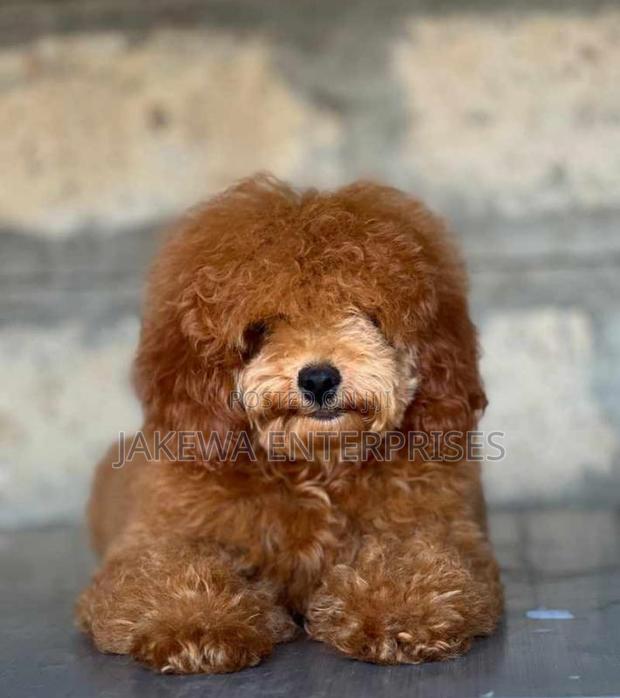 1-3 months Male Purebred Poodle