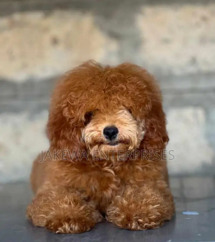 1-3 months Male Purebred Poodle