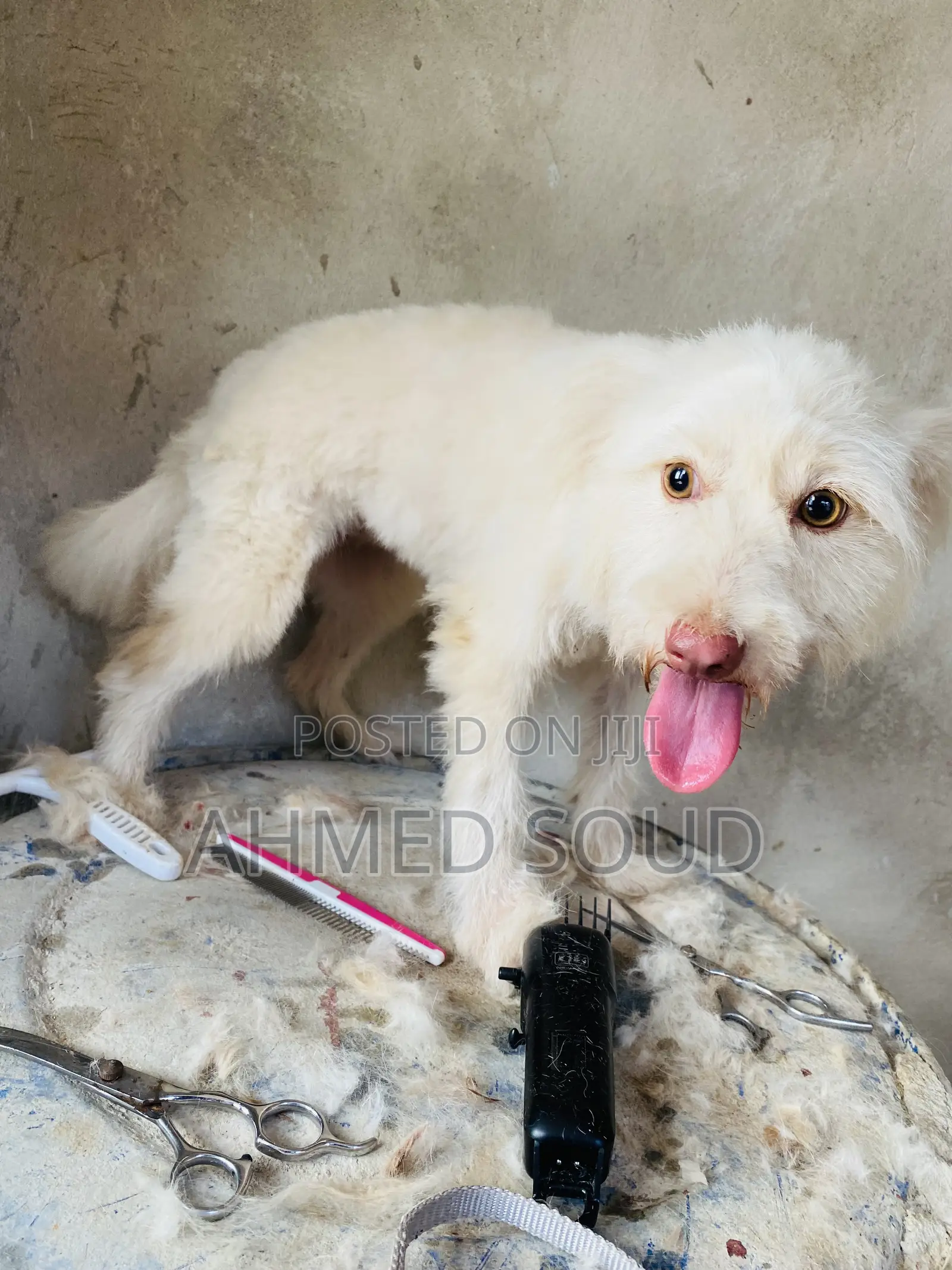 For Pets Services (Boarding, Grooming, Transport Walking)