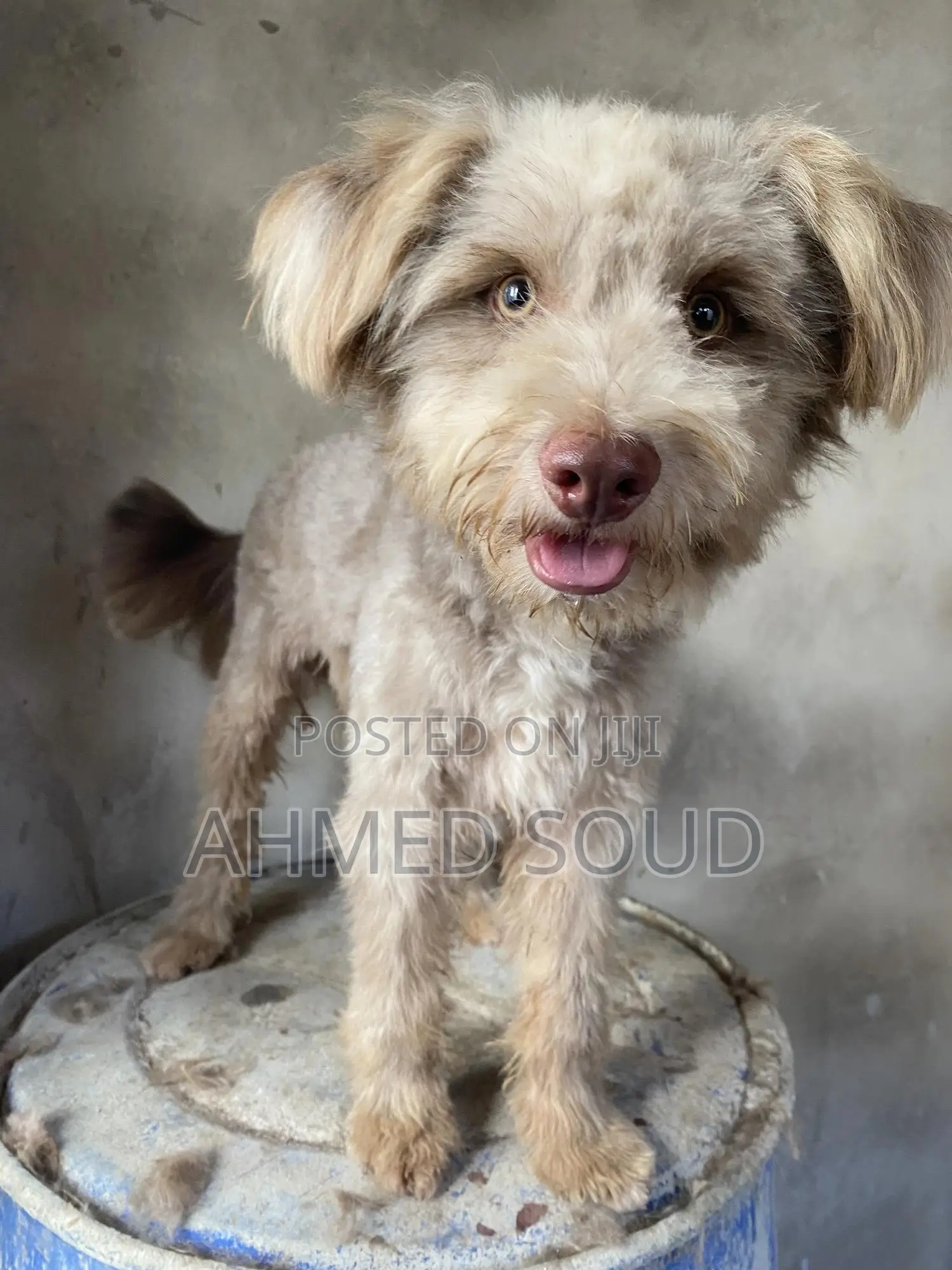 For Pets Services (Boarding, Grooming, Transport Walking)