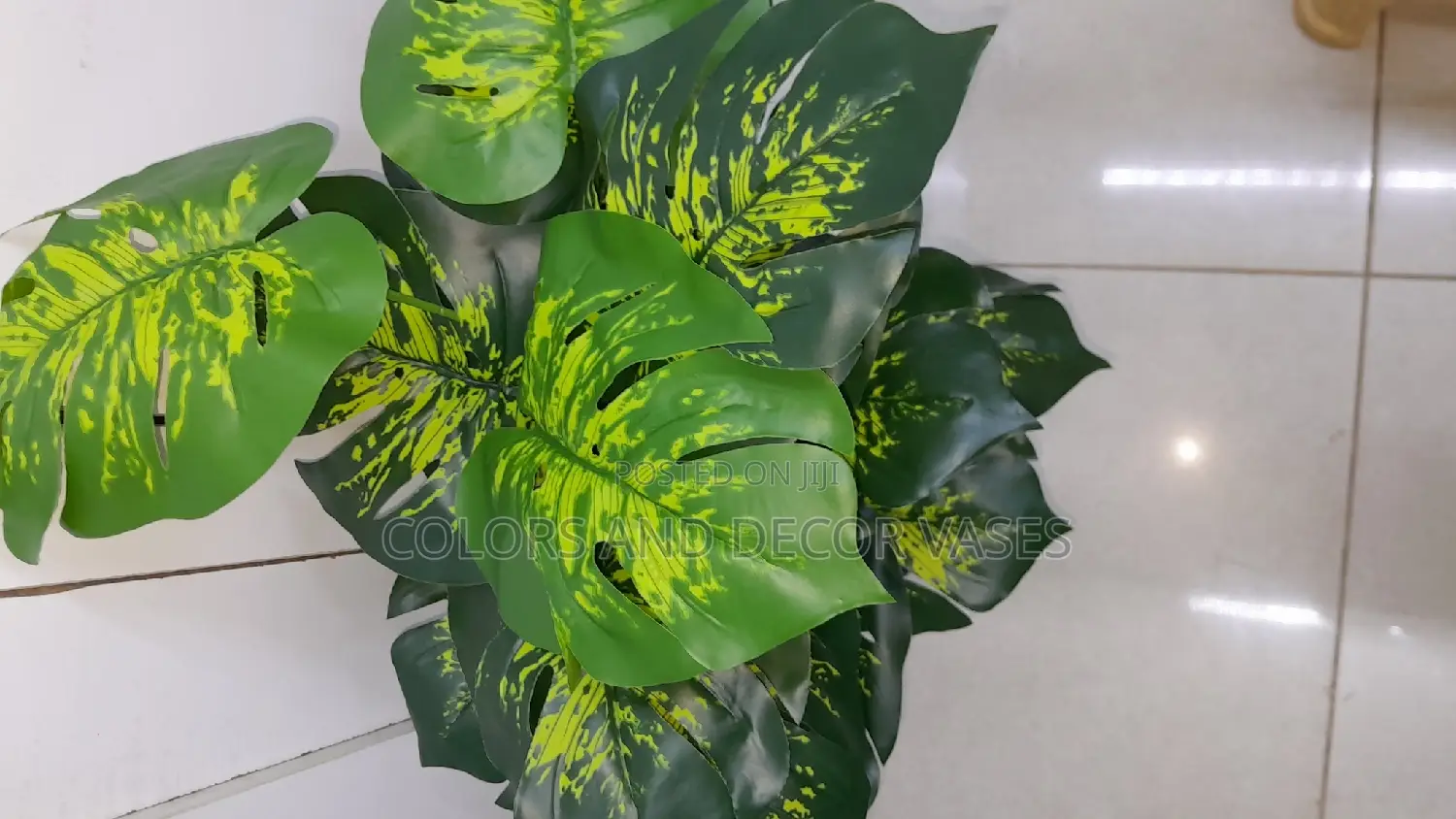 Yellow Green Monstera Plant Alone