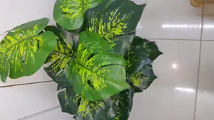 Yellow Green Monstera Plant Alone