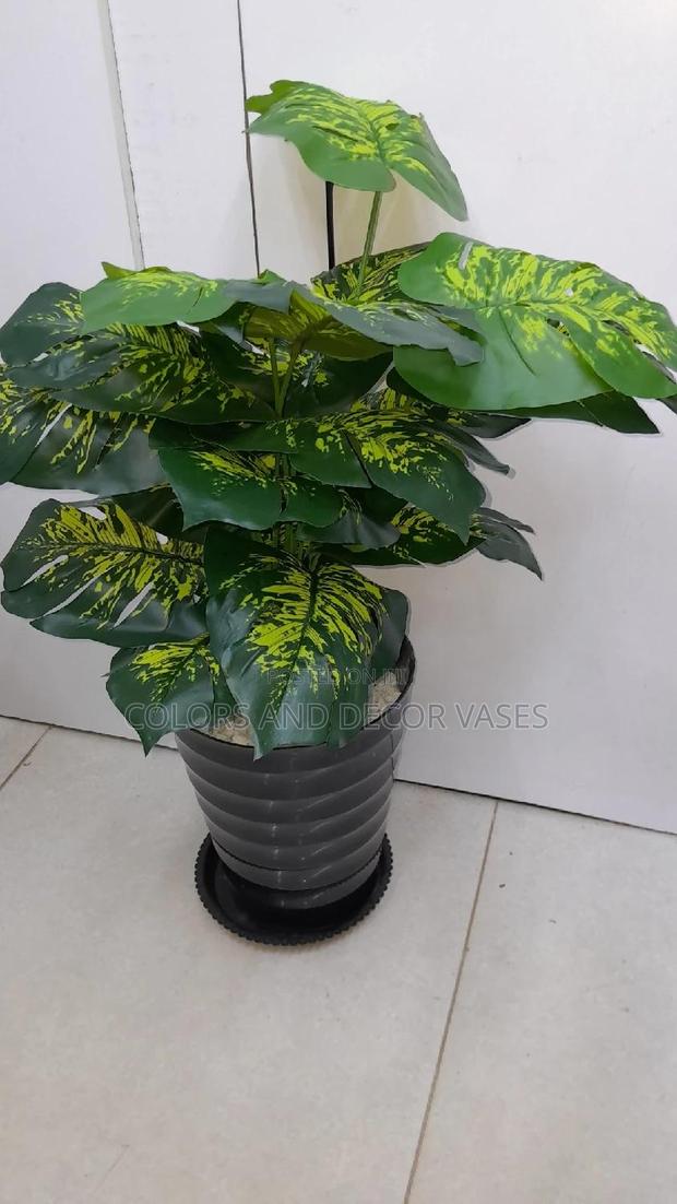 Yellow Green Monstera, Plastic Vase and Pebble Stones - main view