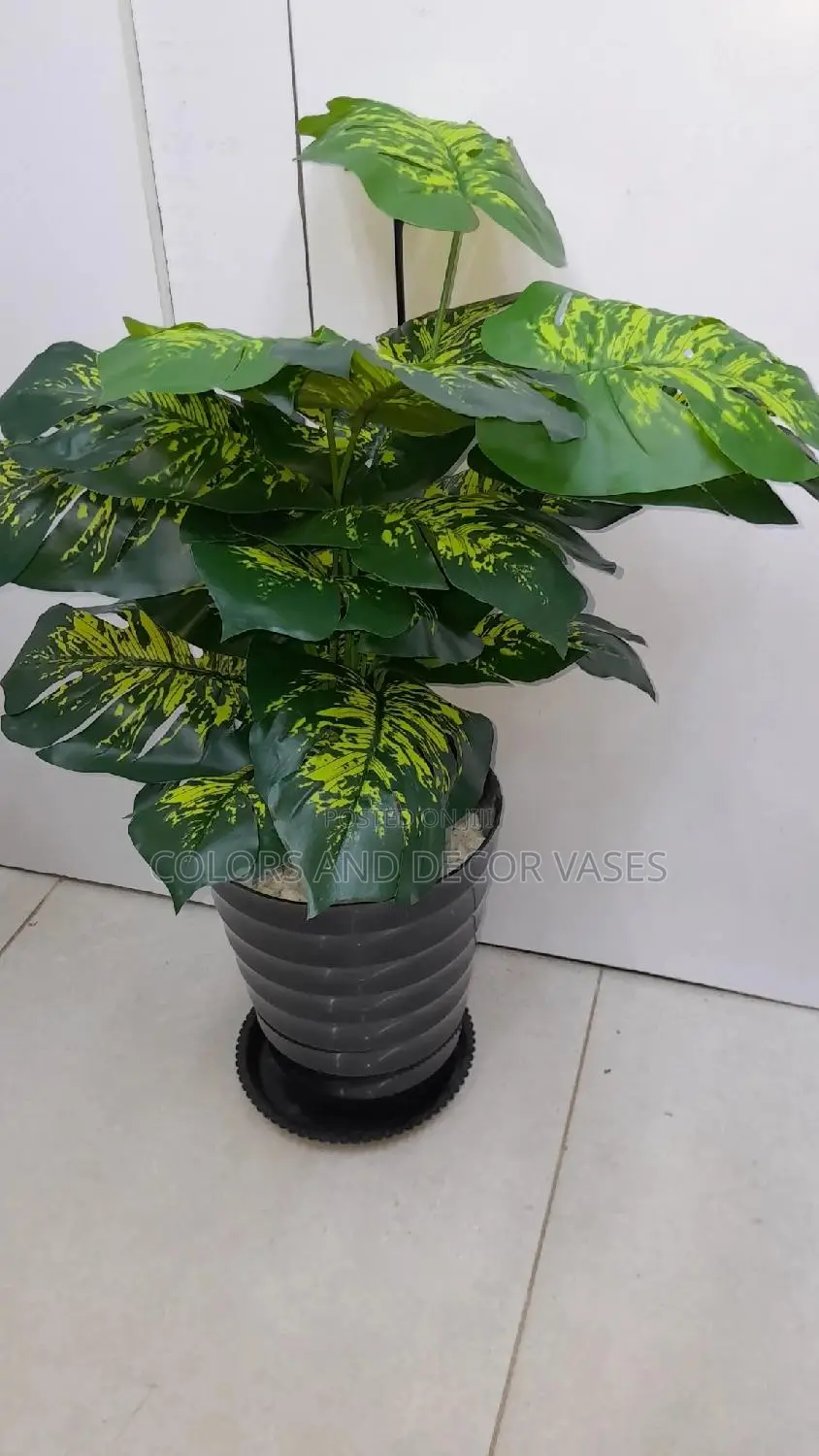 Yellow Green Monstera, Plastic Vase and Pebble Stones