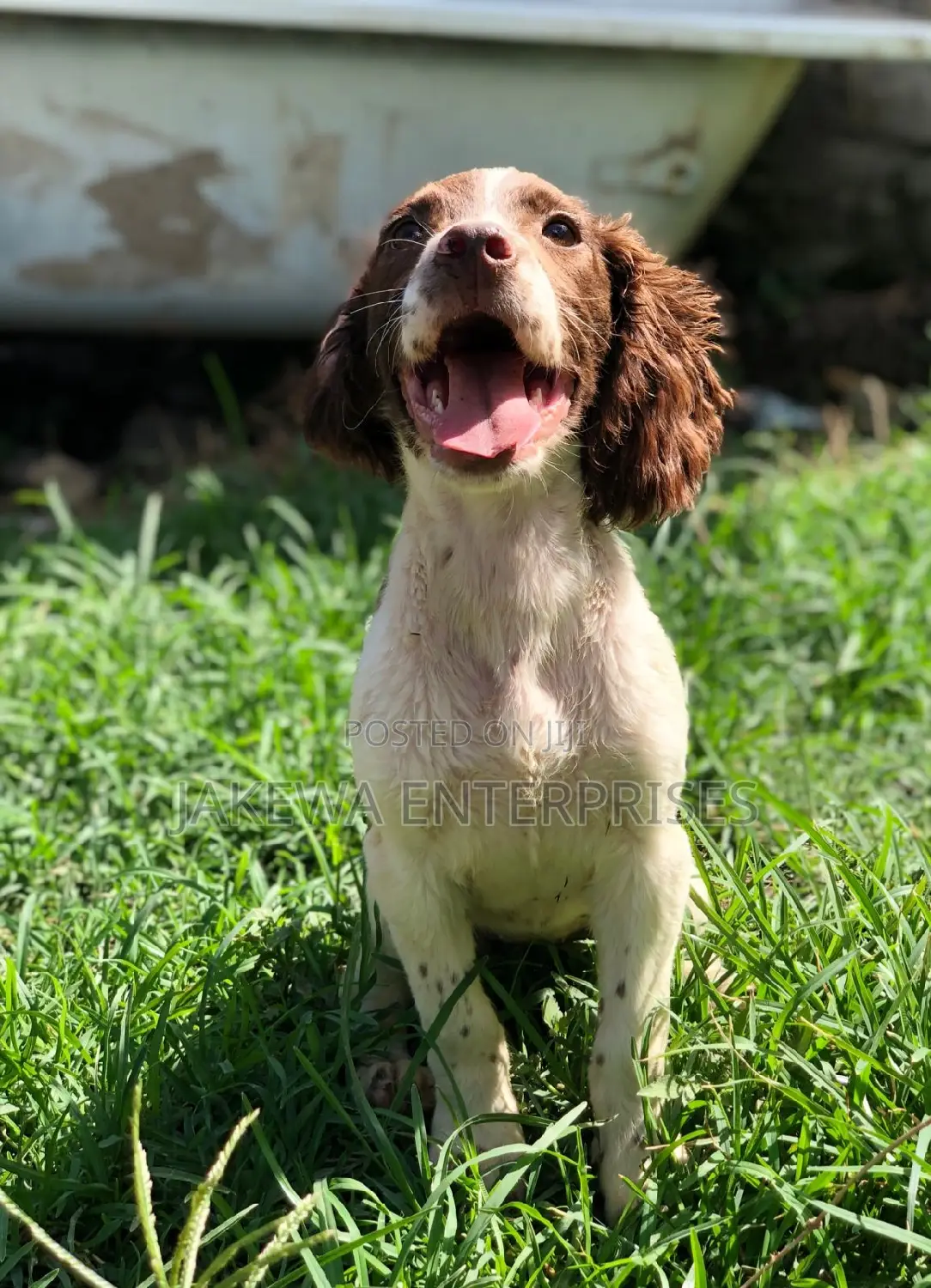 1-3 months Female Purebred English Cocker Spaniel