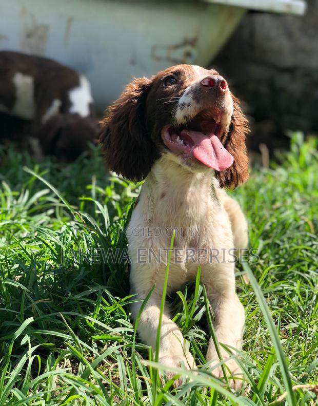 1-3 months Male Purebred English Cocker Spaniel