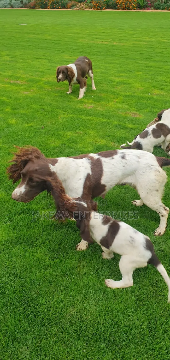 1-3 months Female Purebred English Cocker Spaniel