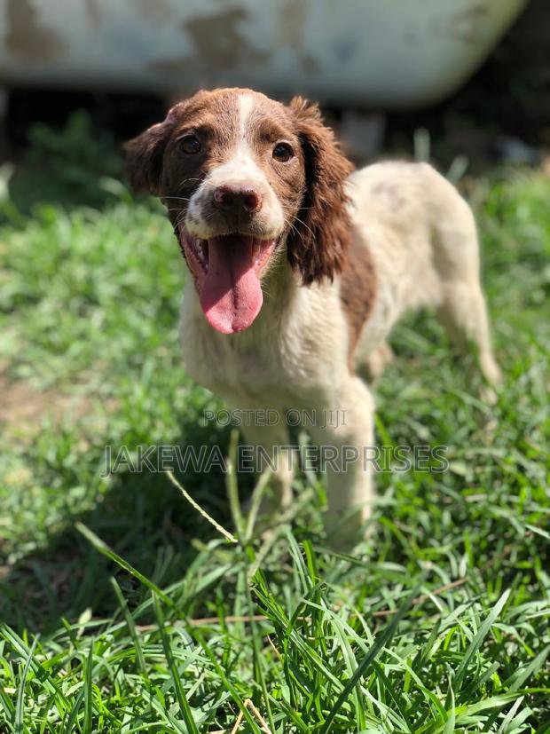 1-3 months Male Purebred English Cocker Spaniel - main view