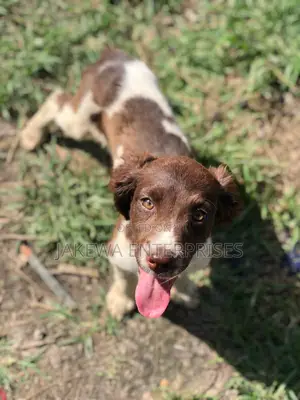 1-3 months Male Purebred English Cocker Spaniel