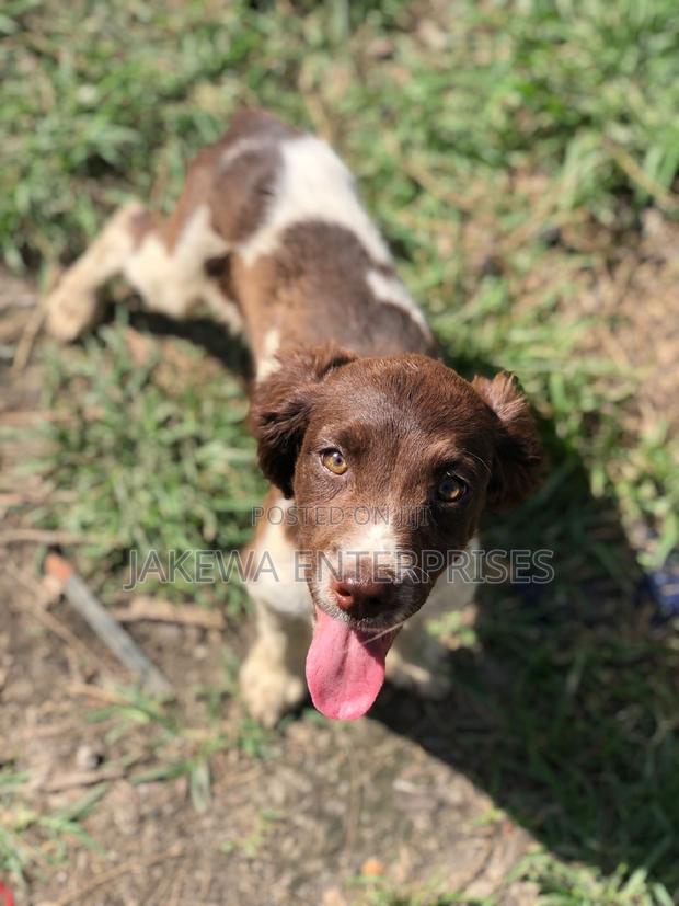 1-3 months Male Purebred English Cocker Spaniel - thumbnail 3