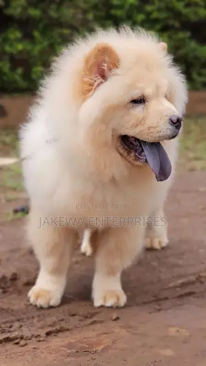 1-3 months Female Purebred Chow Chow