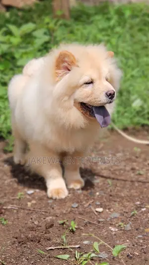 1-3 months Female Purebred Chow Chow