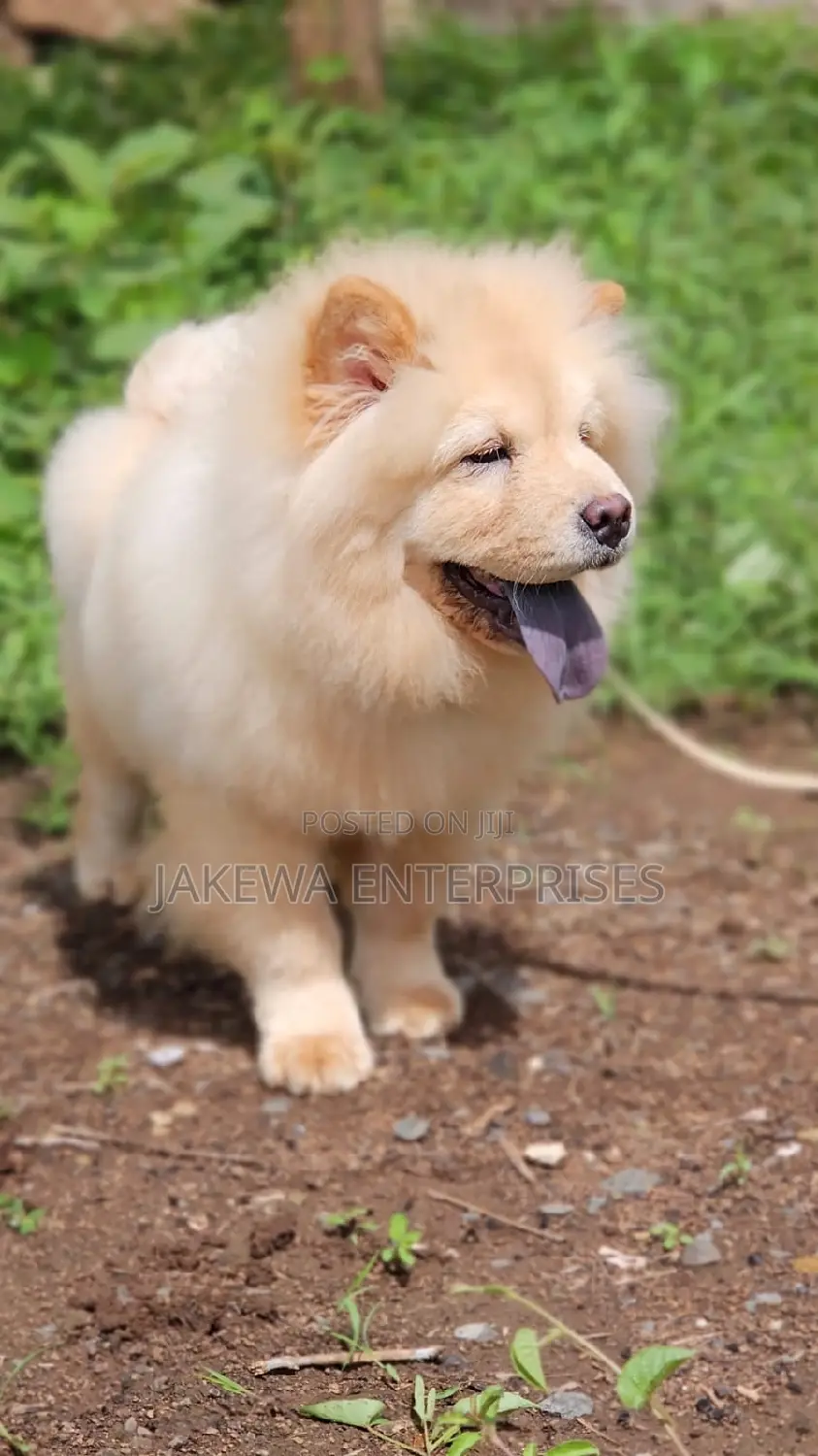 1-3 months Female Purebred Chow Chow