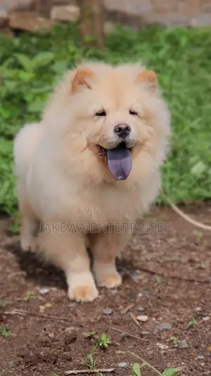 1-3 months Female Purebred Chow Chow