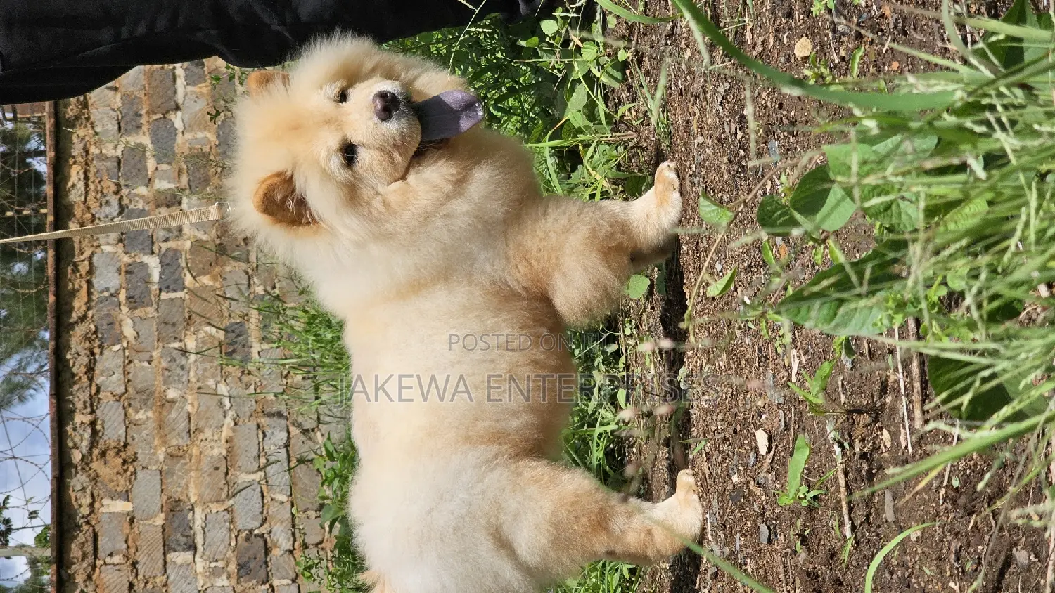 1-3 months Female Purebred Chow Chow