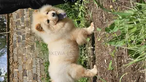 1-3 months Female Purebred Chow Chow