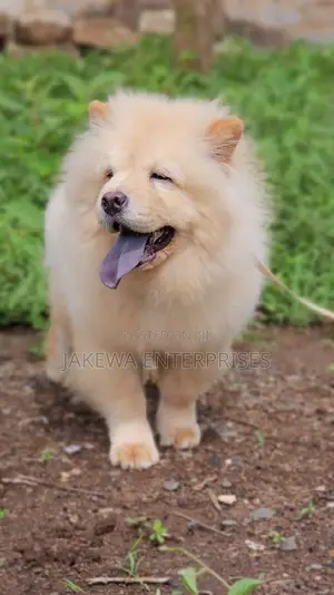 1-3 months Female Purebred Chow Chow