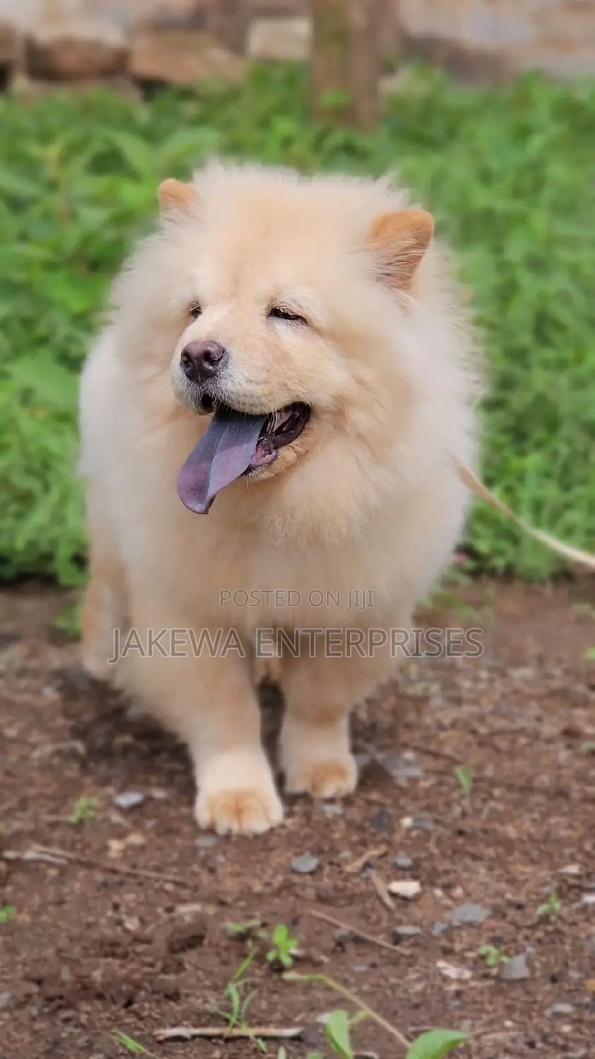 1-3 months Female Purebred Chow Chow