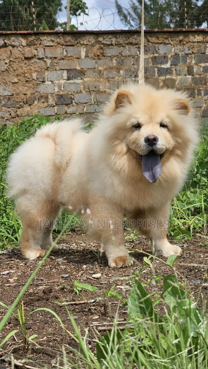 1-3 months Female Purebred Chow Chow