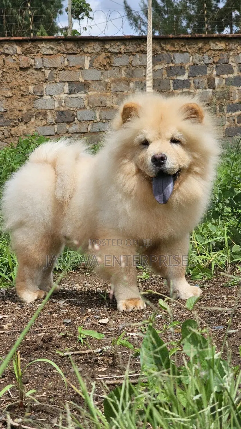 1-3 months Female Purebred Chow Chow