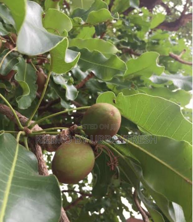 Sheanut Kernel Tree Seedling ( Sheabutter ) - thumbnail 3