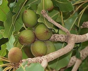 Sheanut Kernel Tree Seedling ( Sheabutter ) - thumbnail 2