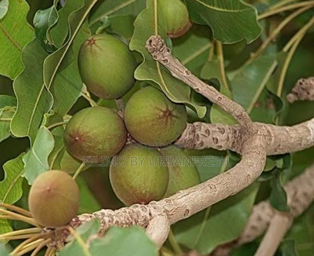 Sheanut Kernel Tree Seedling ( Sheabutter ) - main view