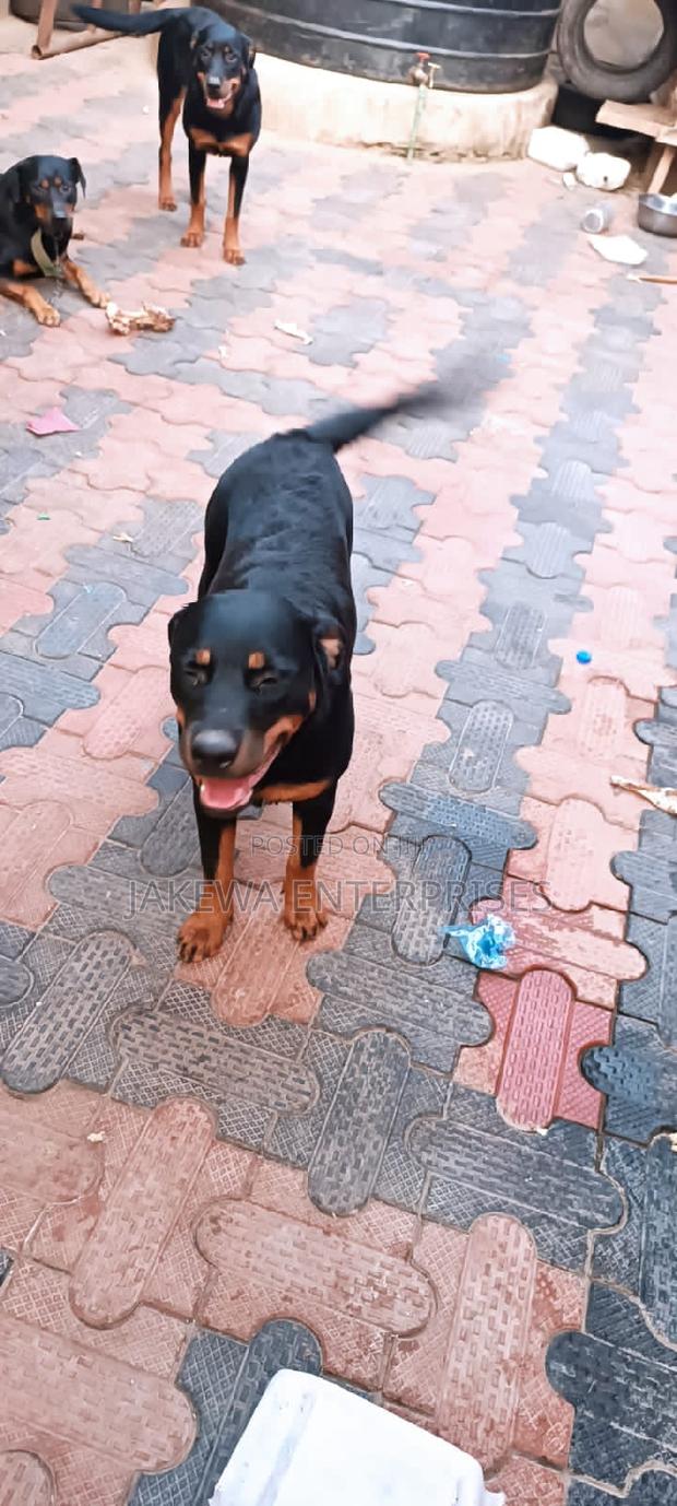 6-12 months Female Purebred Rottweiler - main view