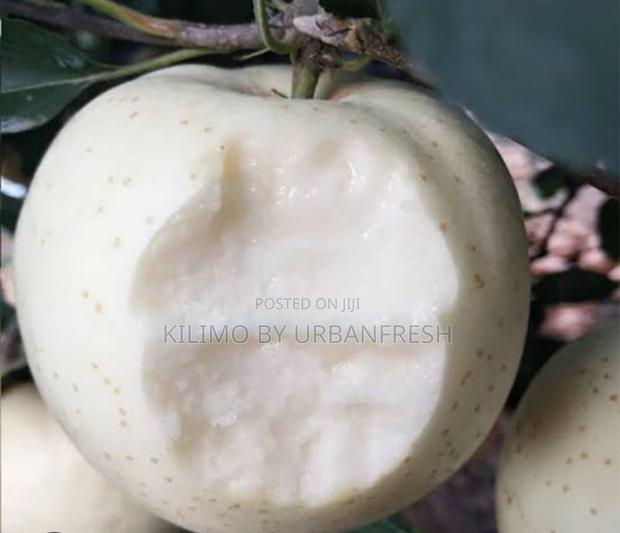 White Apple Fruit Seedling - thumbnail 3