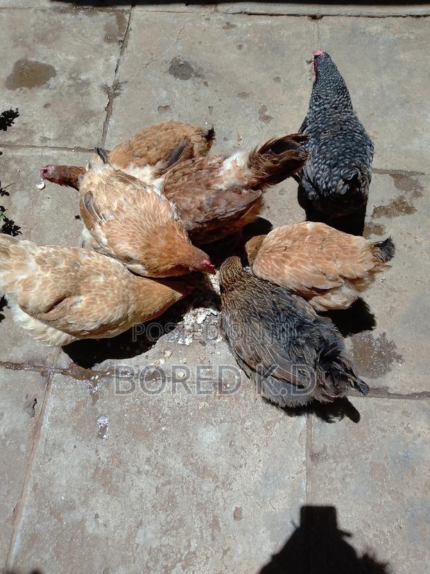 Kuku Kienyeji - main view