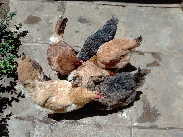 Kuku Kienyeji - thumbnail 2