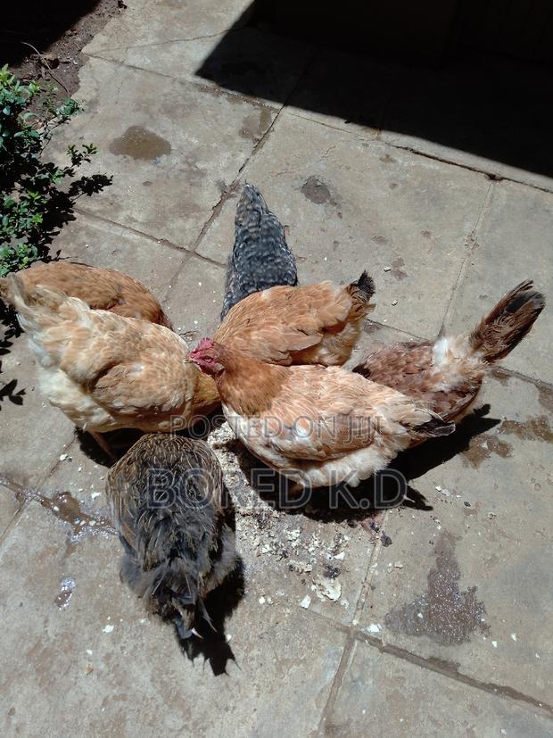 Kuku Kienyeji - thumbnail 3