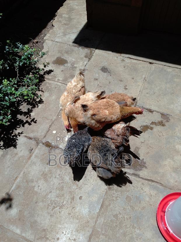 Kuku Kienyeji - thumbnail 4