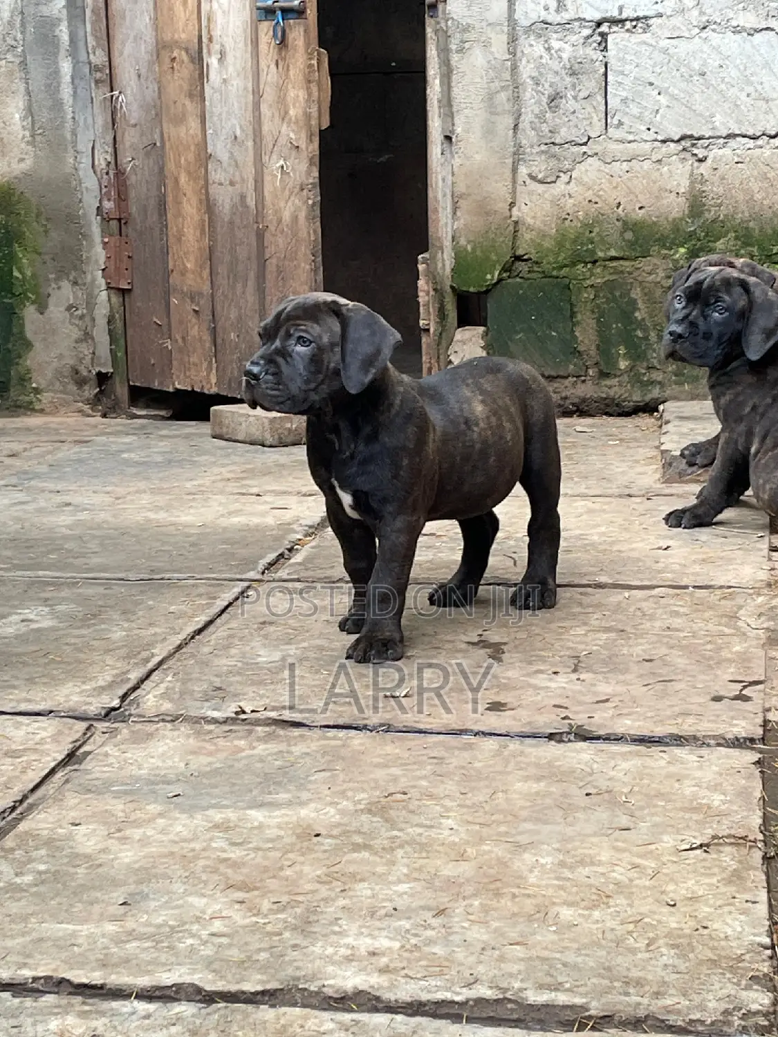 1-3 months Female Purebred Boerboel