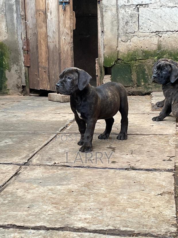 1-3 months Female Purebred Boerboel