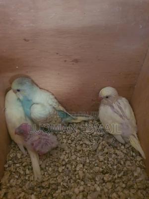 Australian Budgie's - thumbnail 2