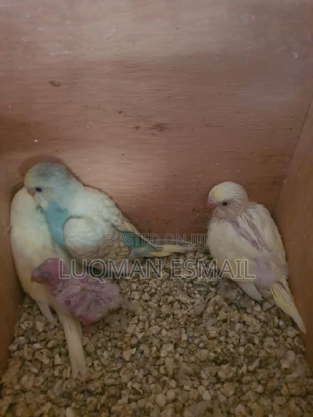 Australian Budgie's - main view