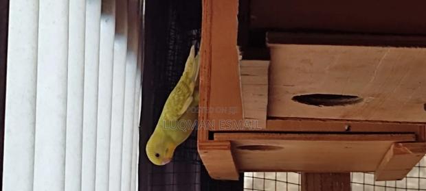 Australian Budgie's - thumbnail 3