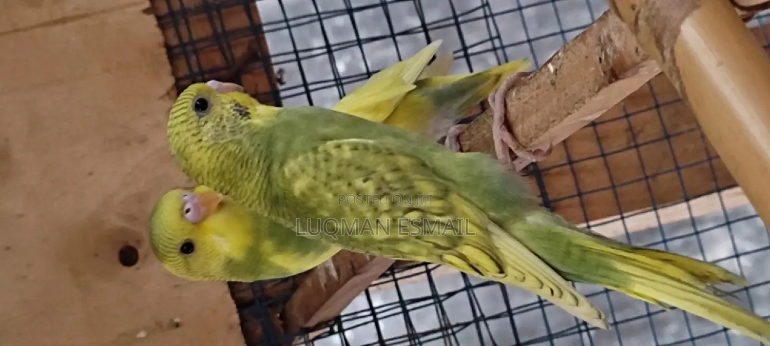 Australian Budgie's
