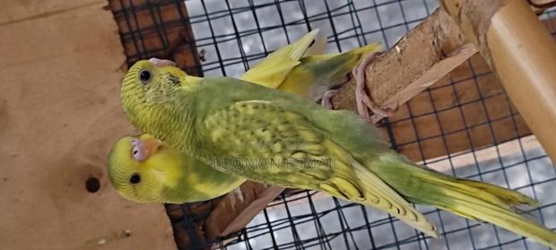 Australian Budgie's - thumbnail 4
