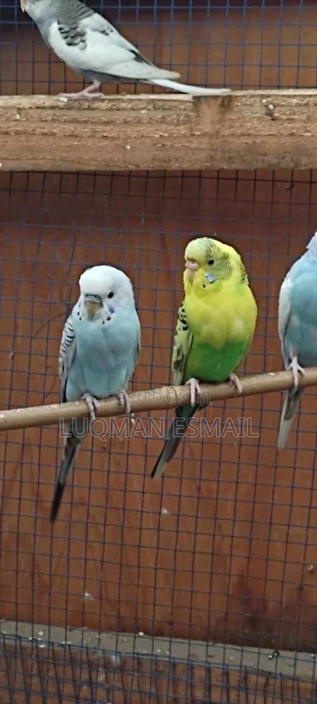 Breeding Budgies Pair - main view