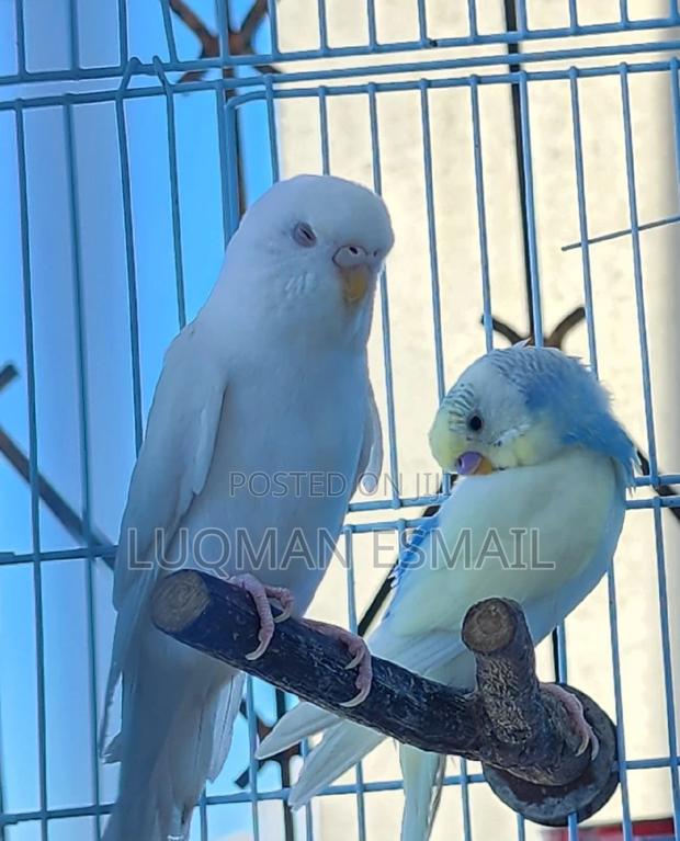 White Budgies - main view