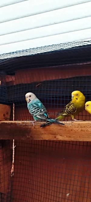 Females Budgies - thumbnail 2