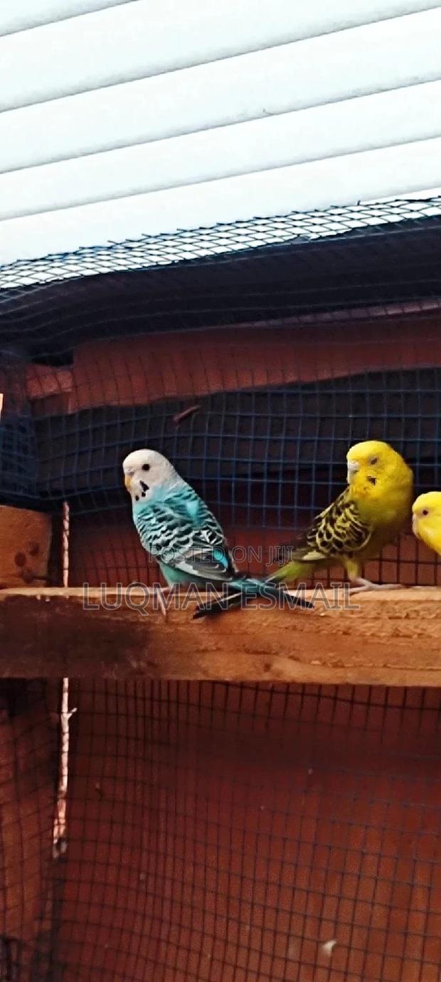 Females Budgies - main view