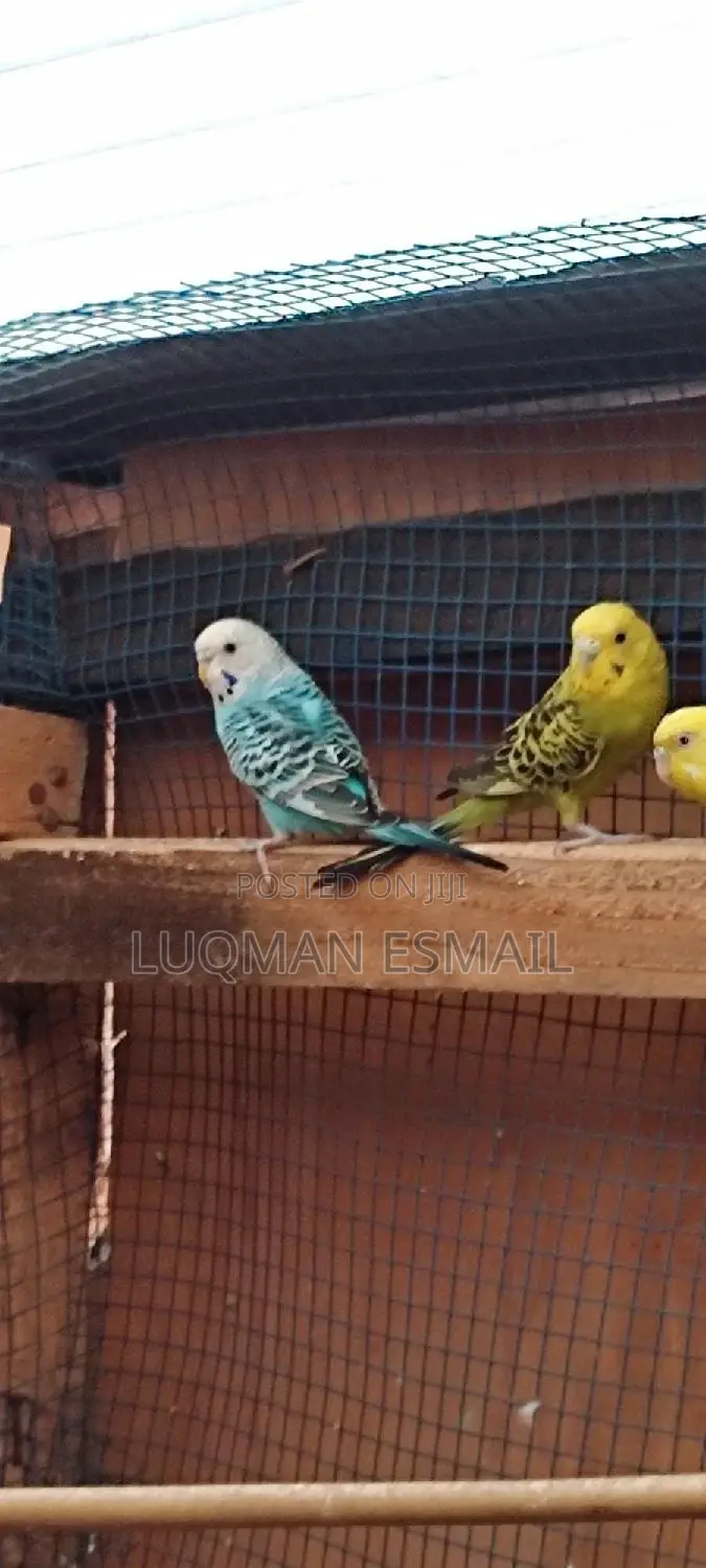 Females Budgies